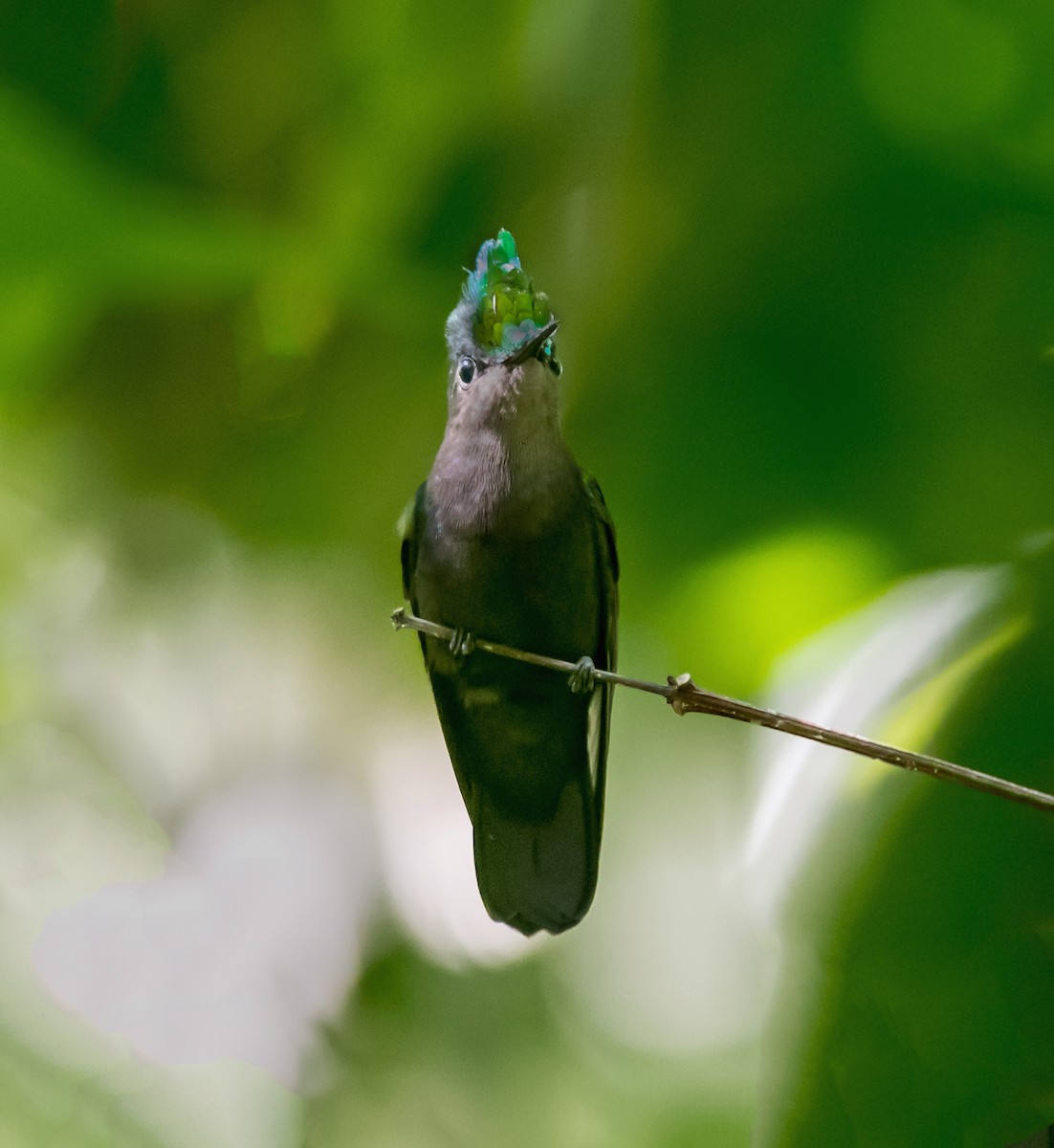 Antillean Crested Hummingbird - Gustavo Melendez