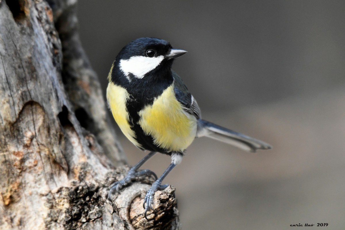 Great Tit - ML194258641