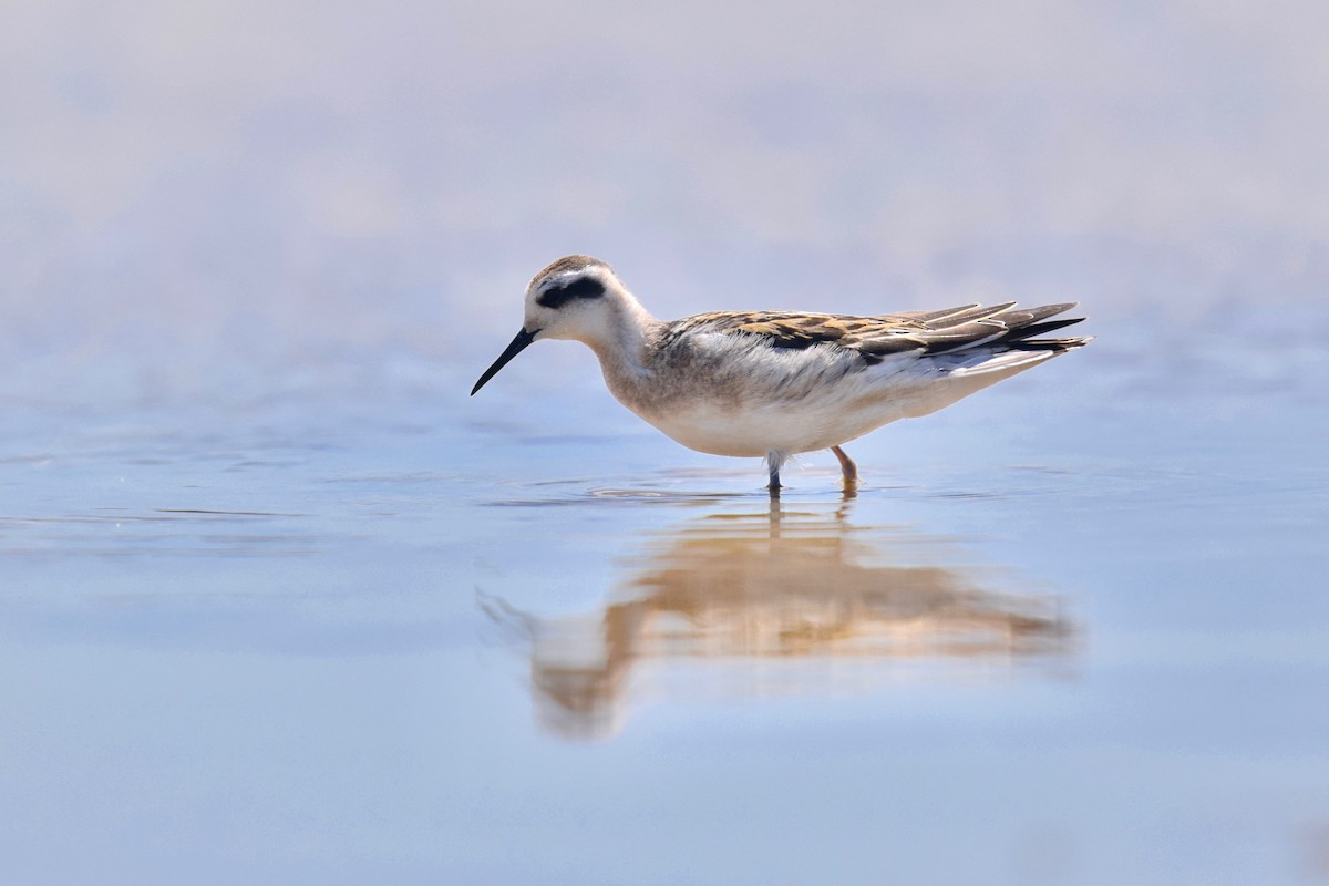 Phalarope à bec étroit - ML194259321