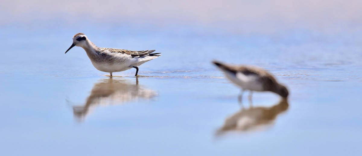 Phalarope à bec étroit - ML194259371