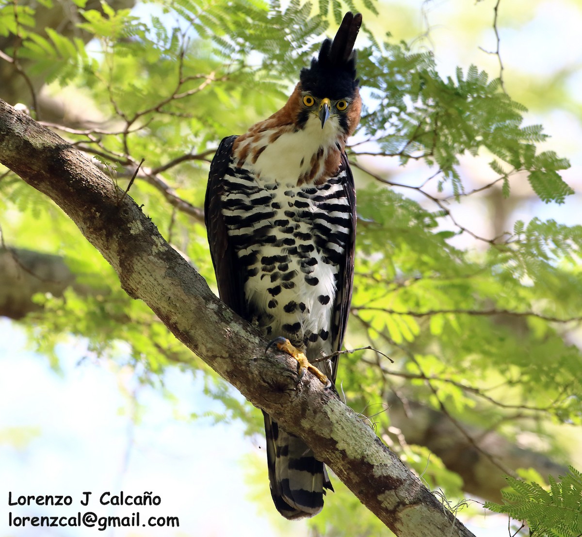 Ornate Hawk-Eagle - ML194261401