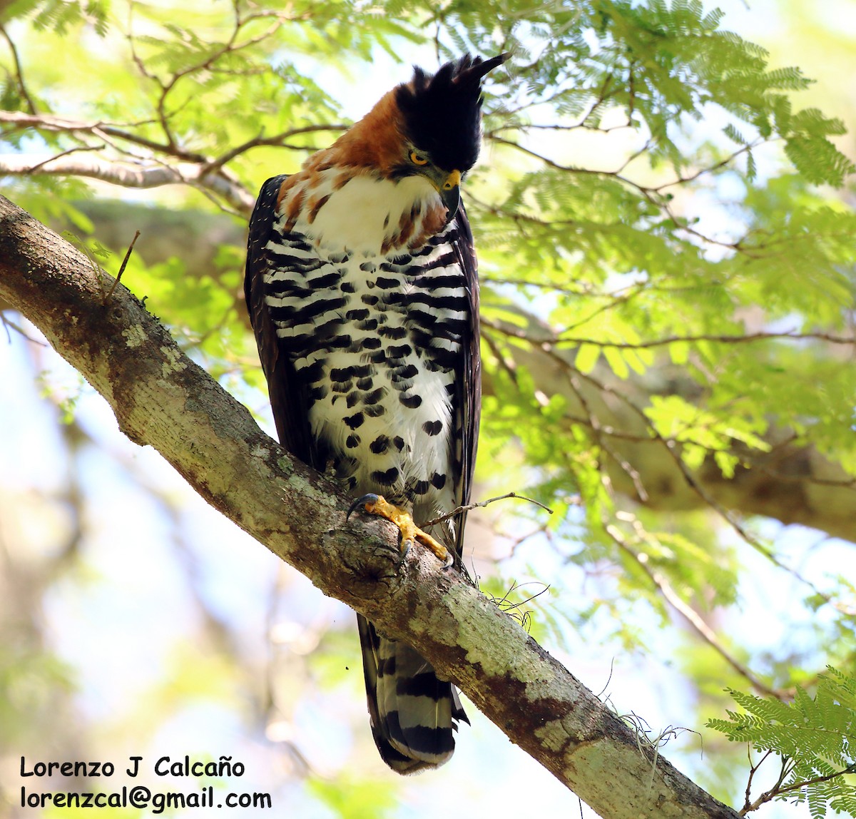 Ornate Hawk-Eagle - Lorenzo Calcaño