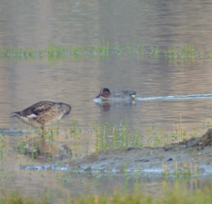 Green-winged Teal - ML194262811
