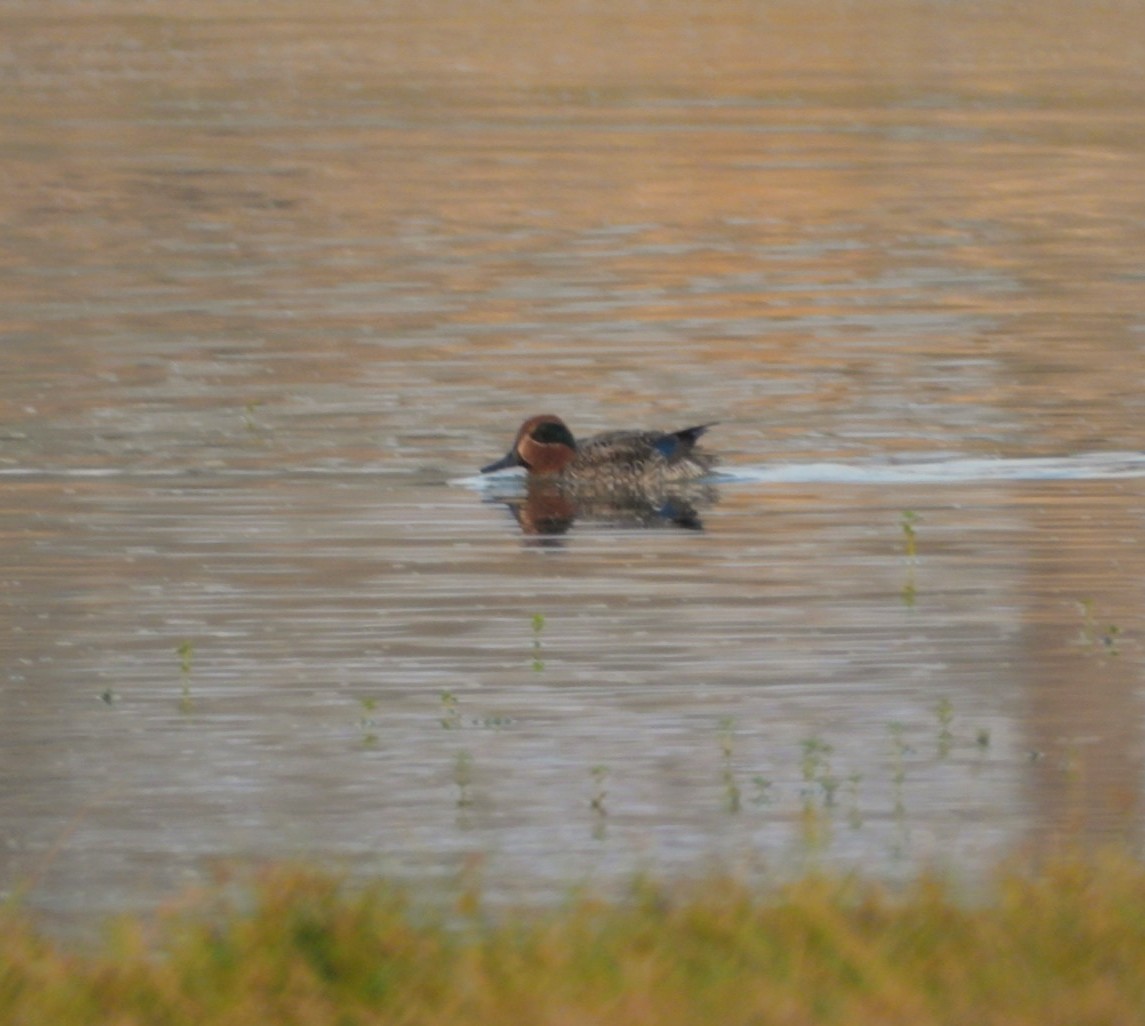 Green-winged Teal - ML194262821