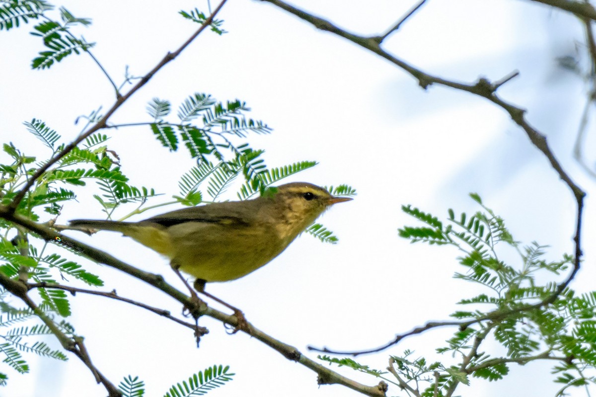 Tickell's Leaf Warbler (Tickell's) - ML194263771