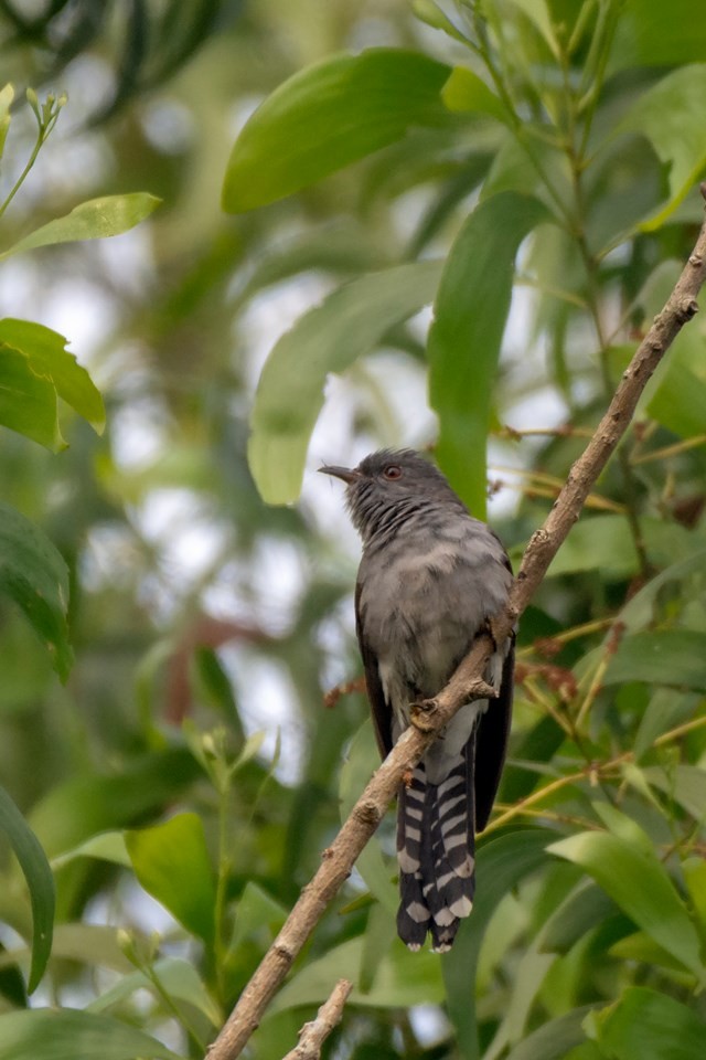 Gray-bellied Cuckoo - ML194263781
