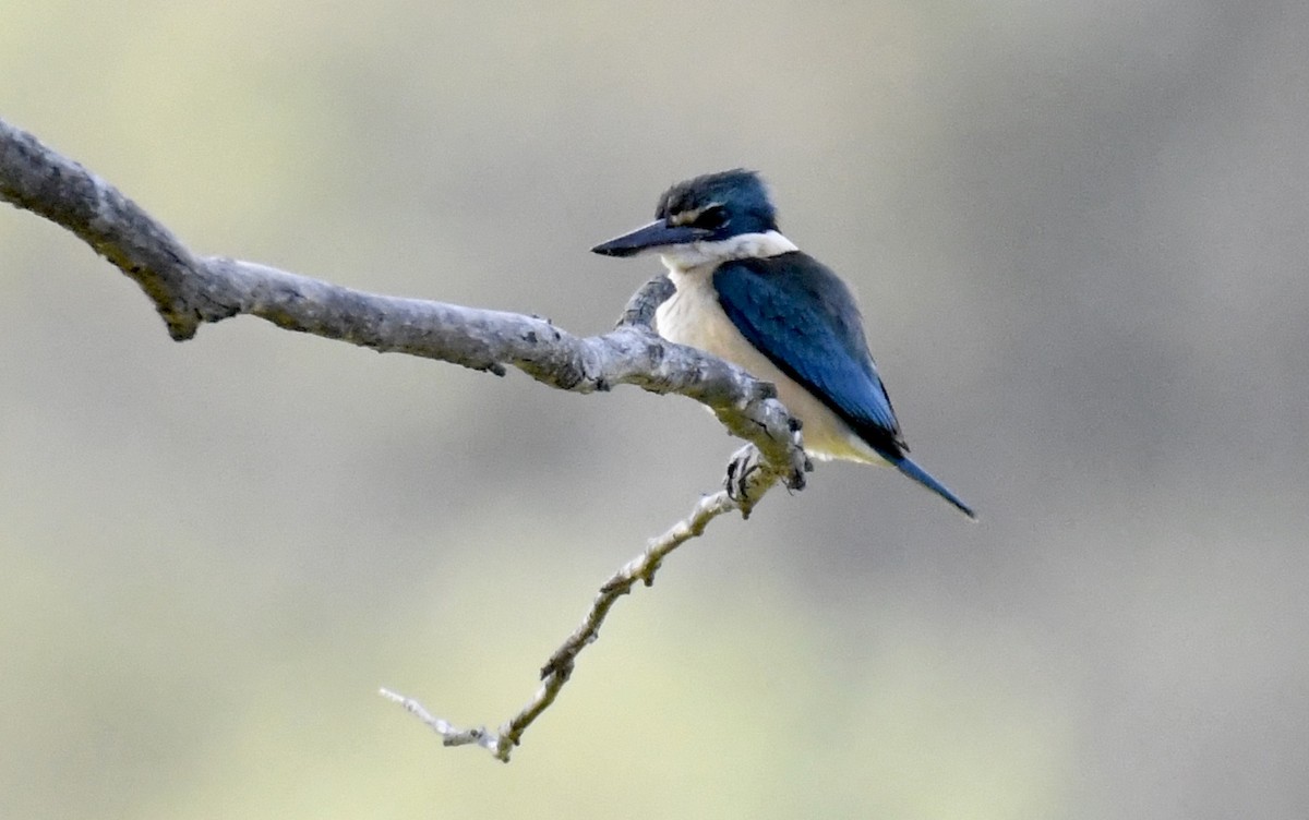 Sacred Kingfisher - ML194265431