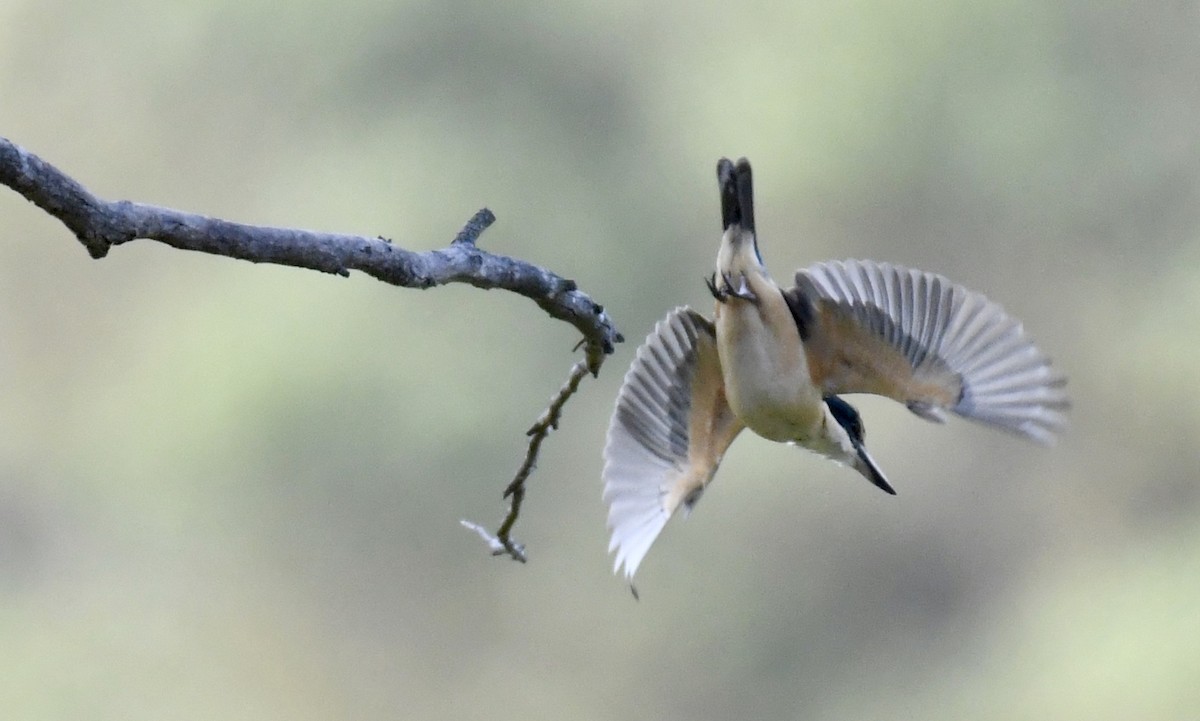 Sacred Kingfisher - ML194265441