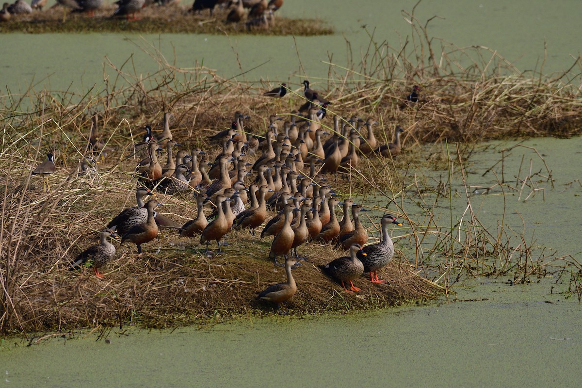 Lesser Whistling-Duck - ML194266271