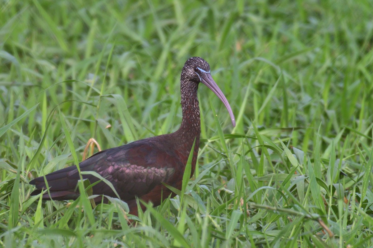 Glossy Ibis - ML194266281