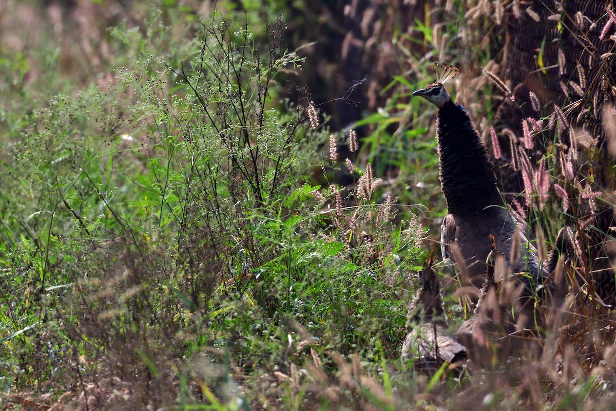 Indian Peafowl - ML194266311