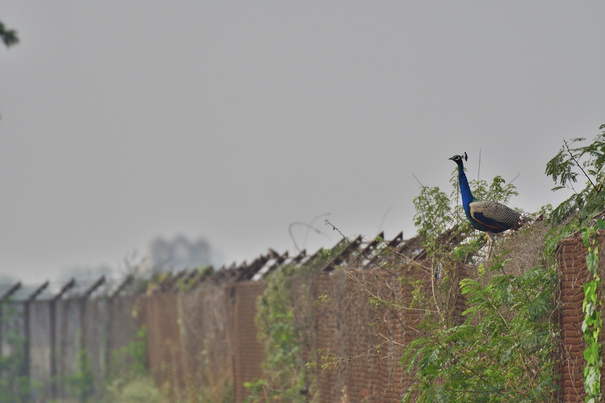 Indian Peafowl - ML194266321