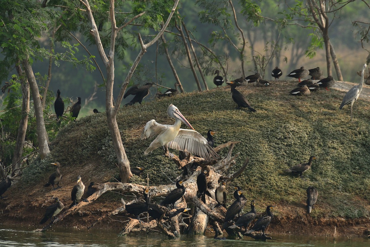 Spot-billed Pelican - ML194266331