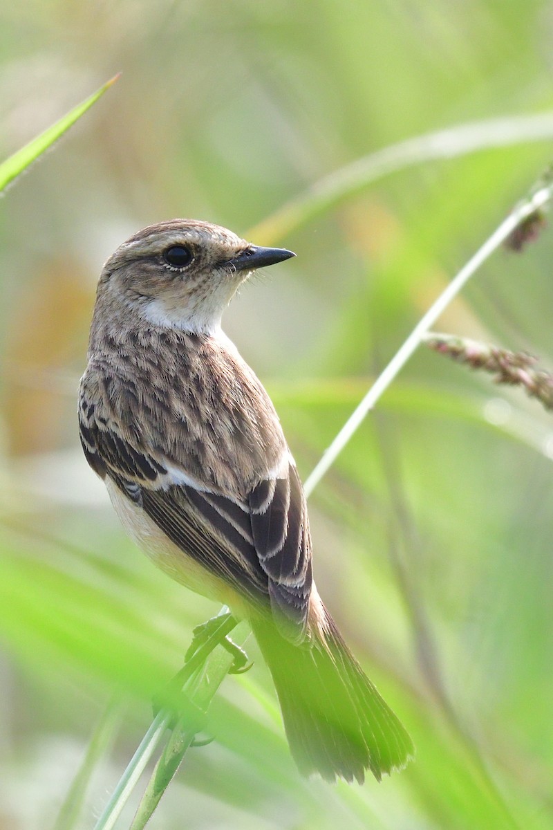 Siberian Stonechat - ML194266351