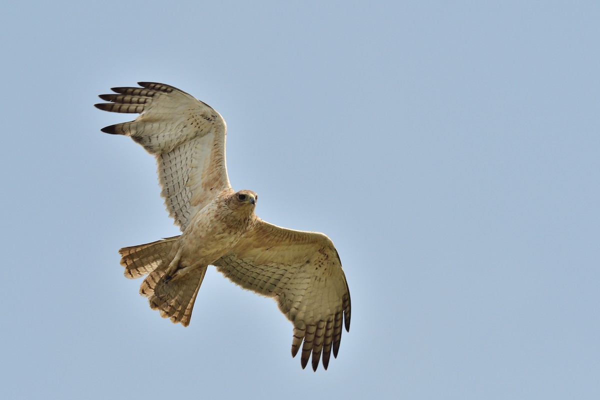 Bonelli's Eagle - ML194266361
