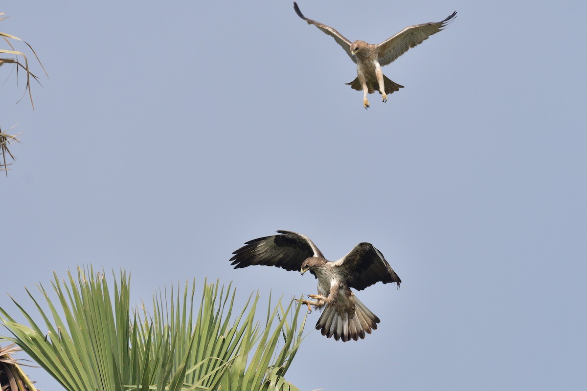 Bonelli's Eagle - ML194266371