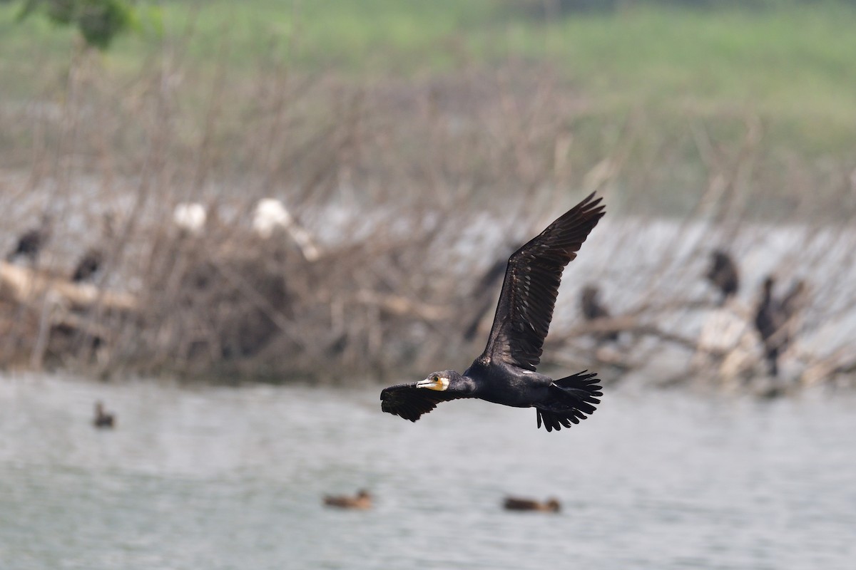 Great Cormorant - ML194266381