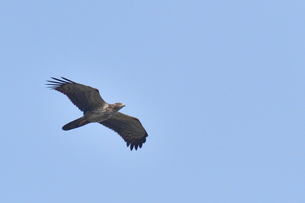 Oriental Honey-buzzard - ML194266441