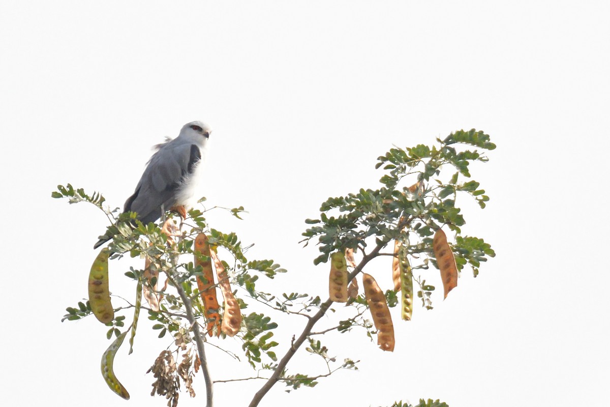 Black-winged Kite - ML194266461