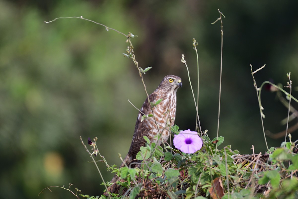 Shikra - ML194266481