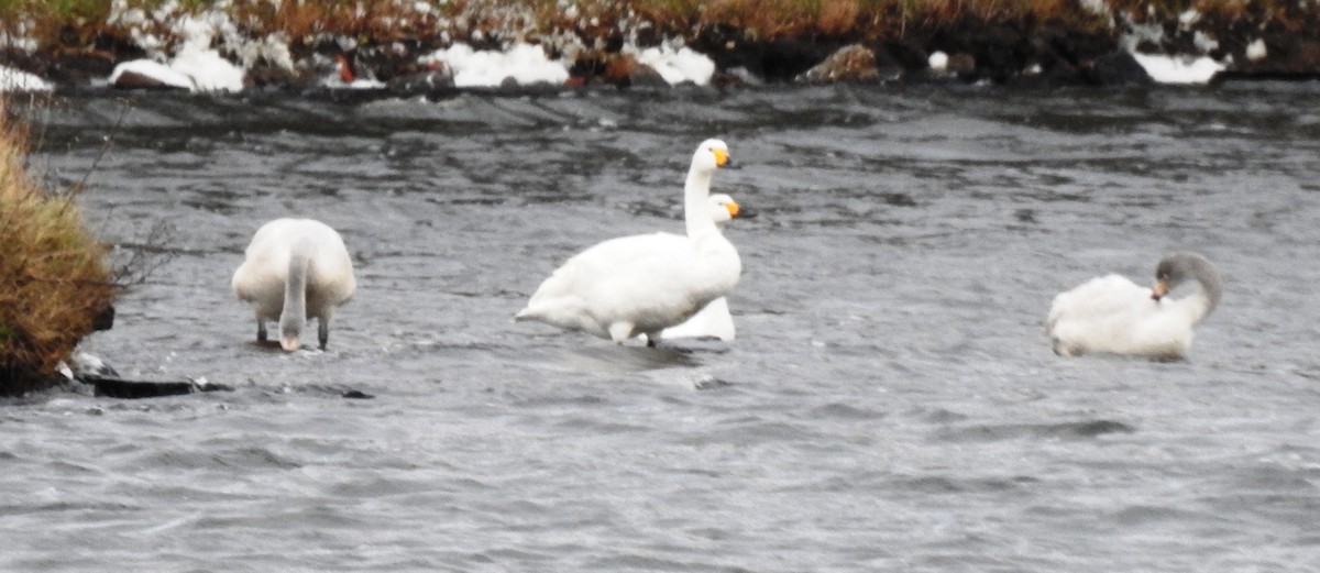 Tundra Swan (Bewick's) - ML194267471