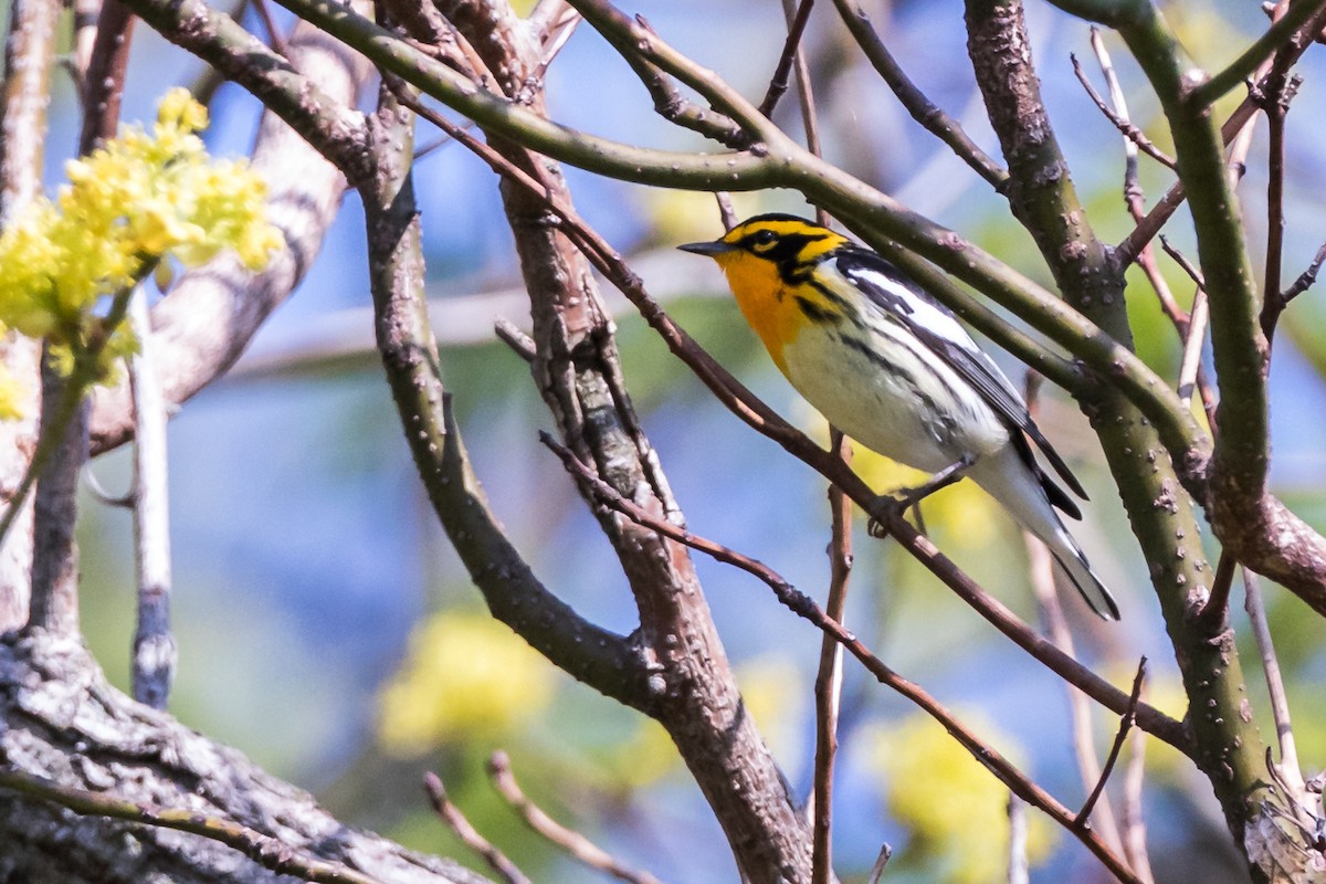 Blackburnian Warbler - ML194267801