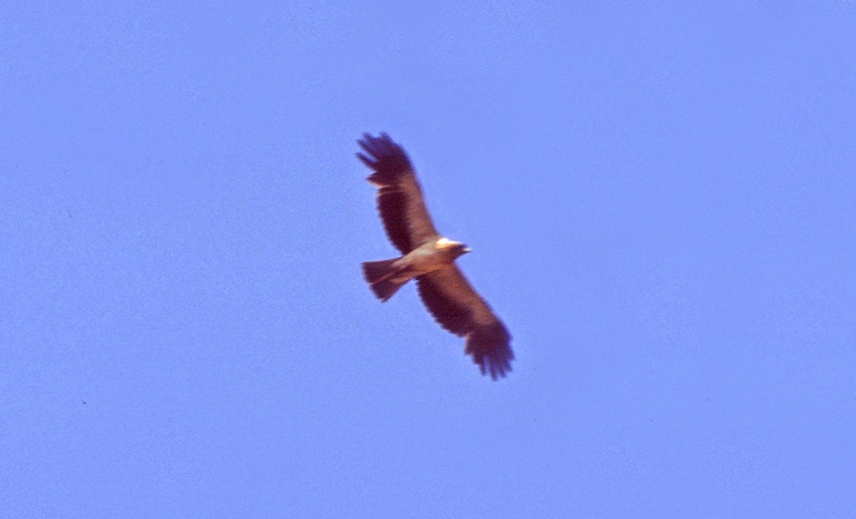 Booted Eagle - ML194267961