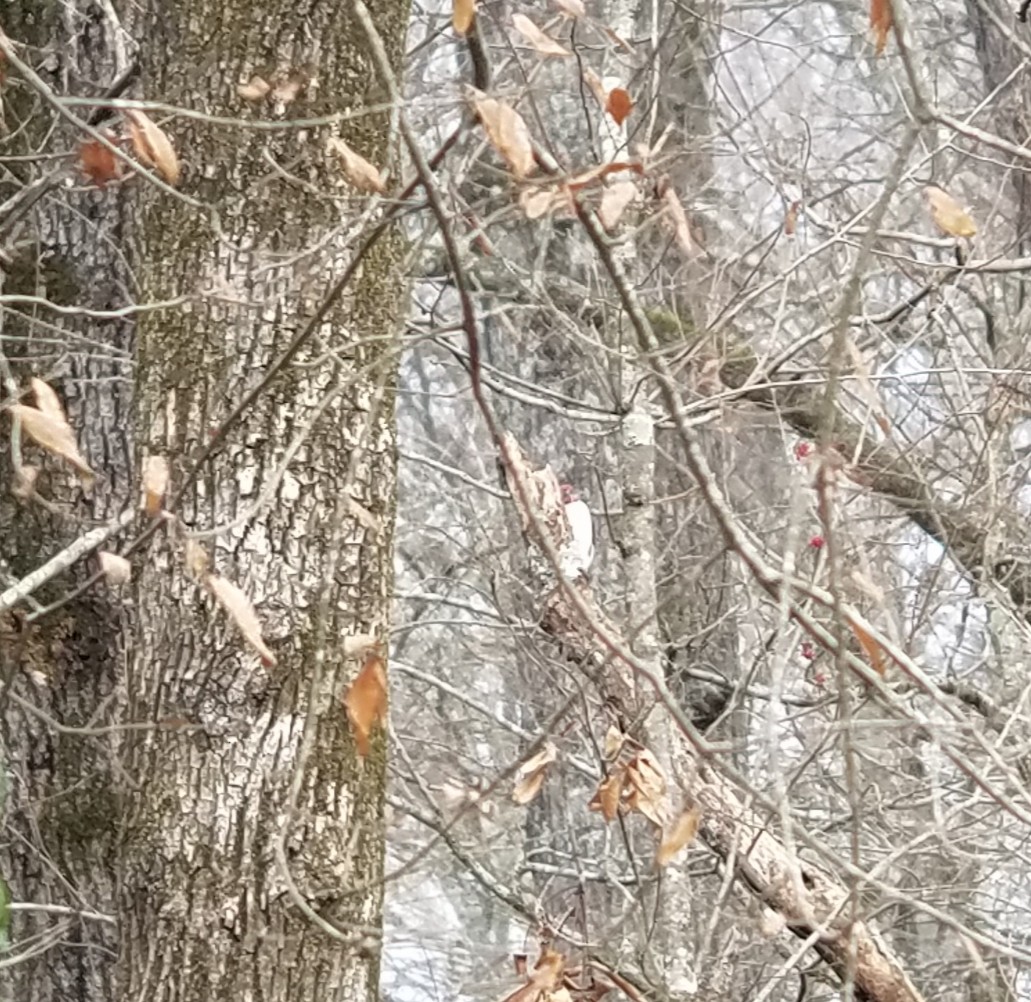 Red-headed Woodpecker - ML194271231