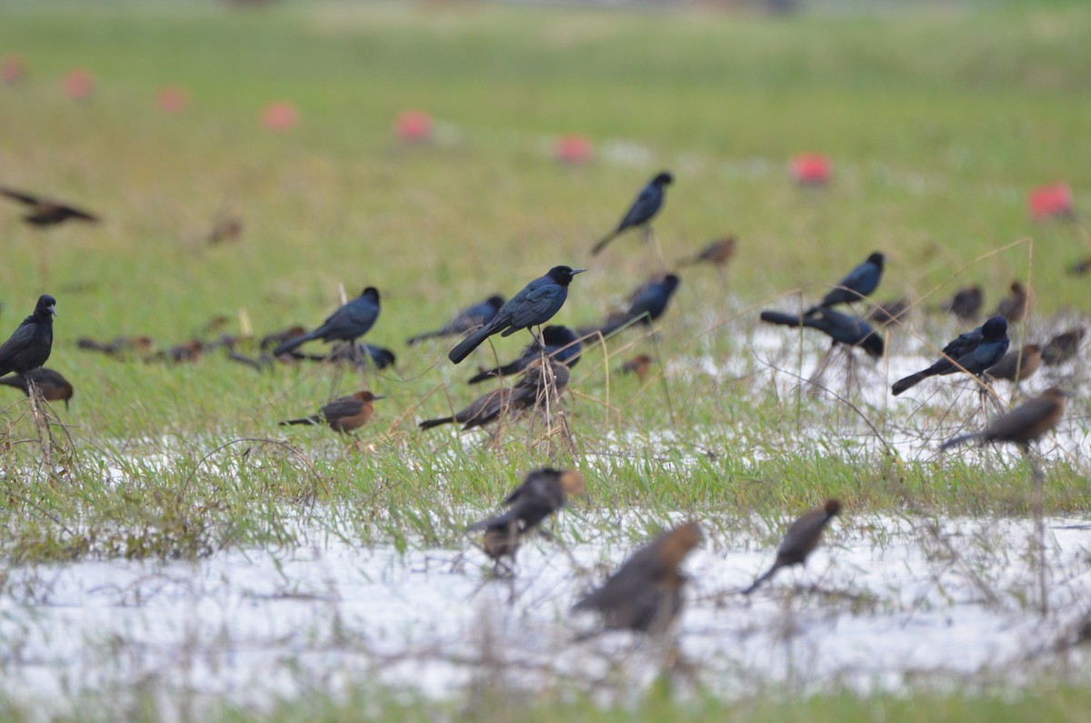 Boat-tailed Grackle - ML194271821