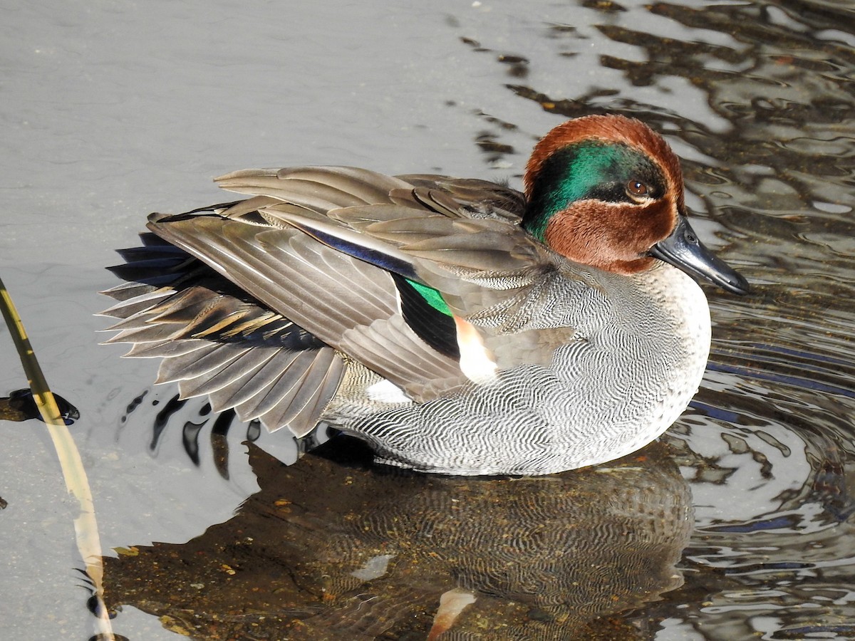 Green-winged Teal (Eurasian) - ML194272781