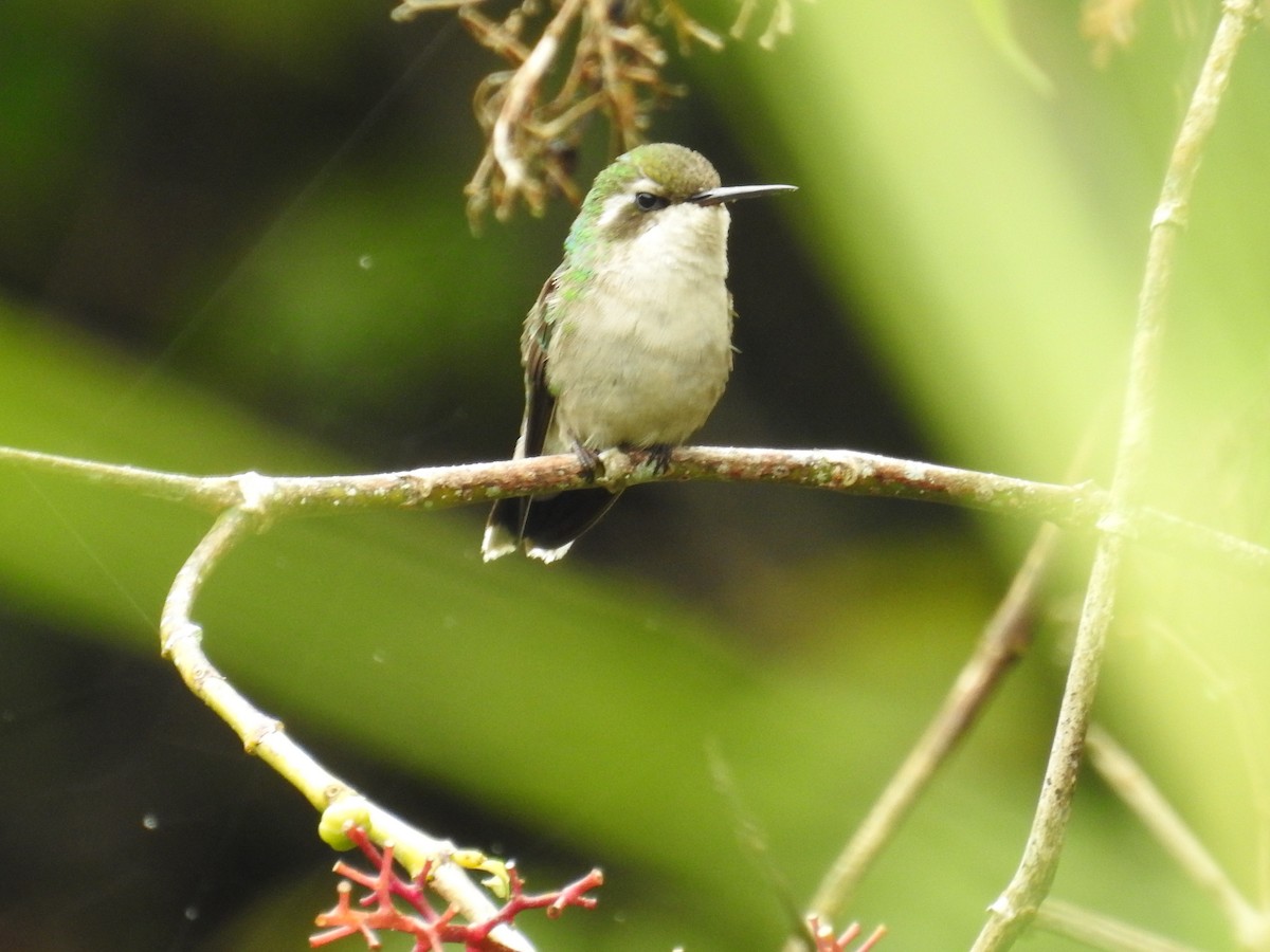 Red-billed Emerald - ML194273981