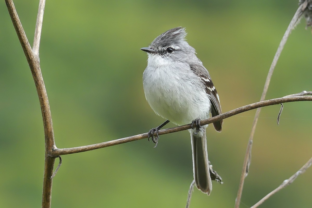 White-crested Tyrannulet (White-bellied) - ML194275221