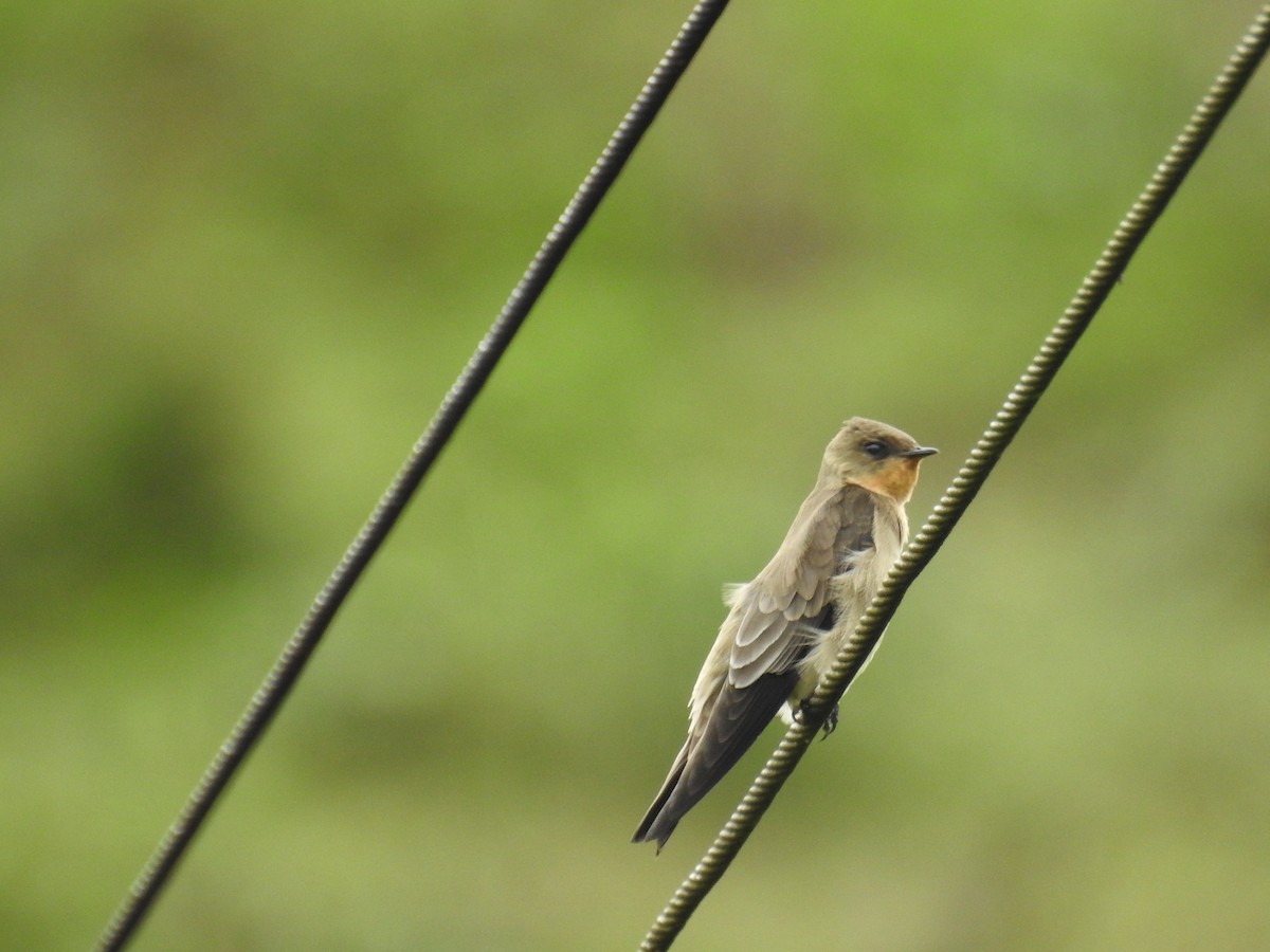 Golondrina Gorjirrufa - ML194275891