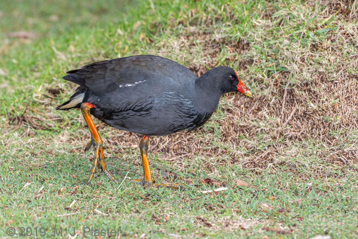 Dusky Moorhen - Michael Plaster