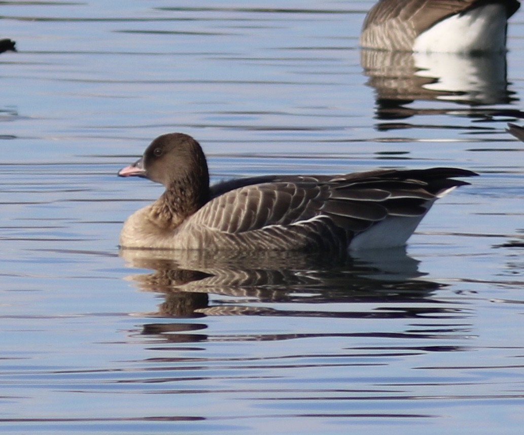 Pink-footed Goose - ML194277531