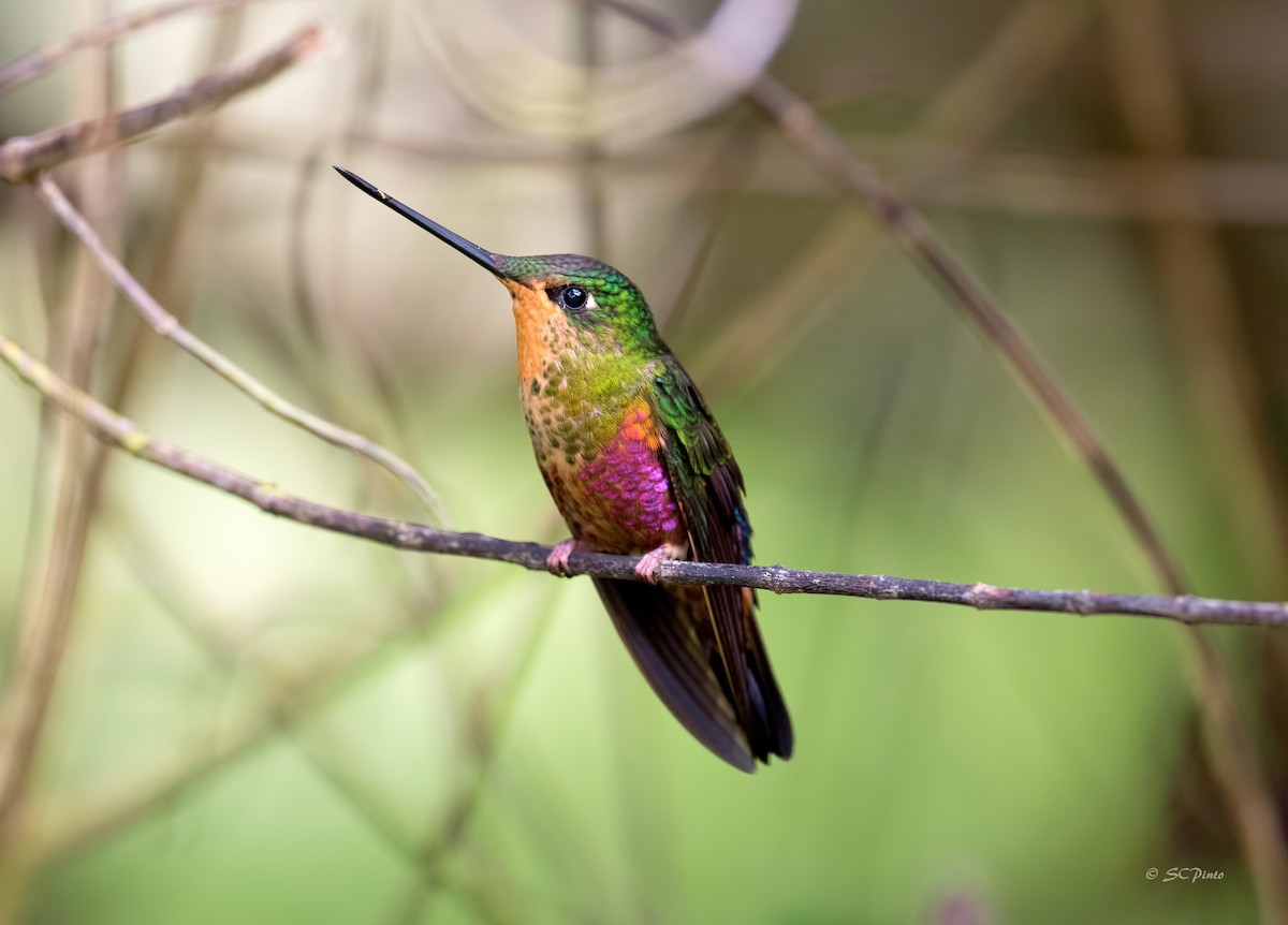 Blue-throated Starfrontlet - Shailesh Pinto