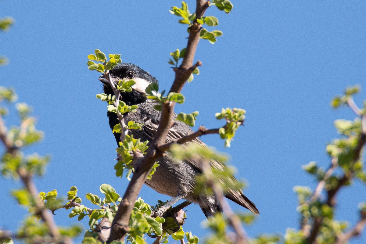 Ashy Tit - ML194278881