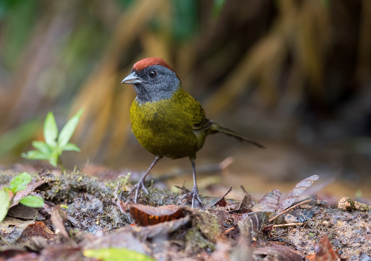 Olive Finch - ML194281601