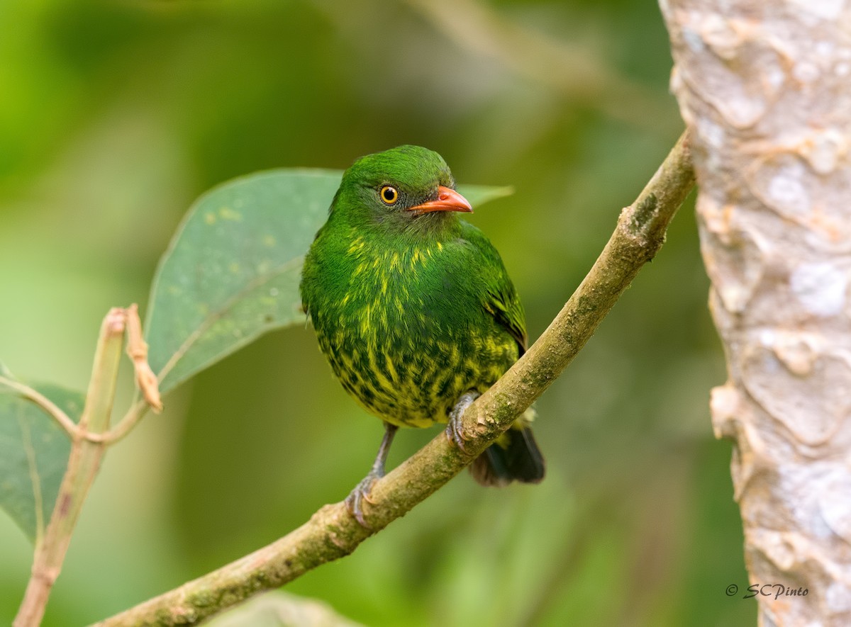 Cotinga jucunda - ML194283651