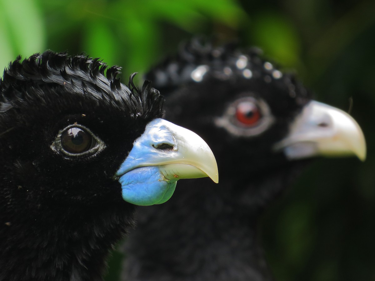 Blue-billed Curassow - Diego Paniagua