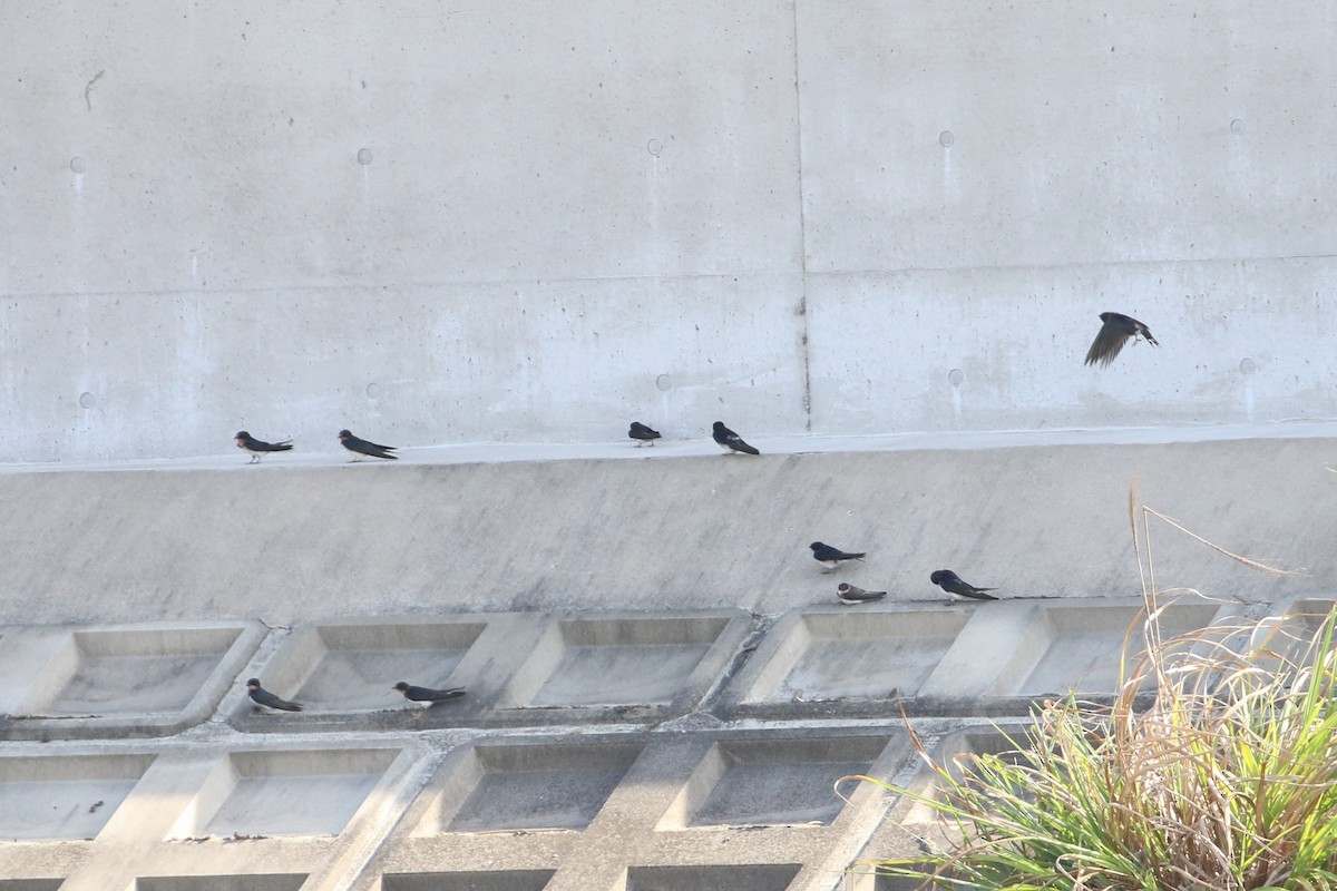 Uferschwalbe - ML194284441