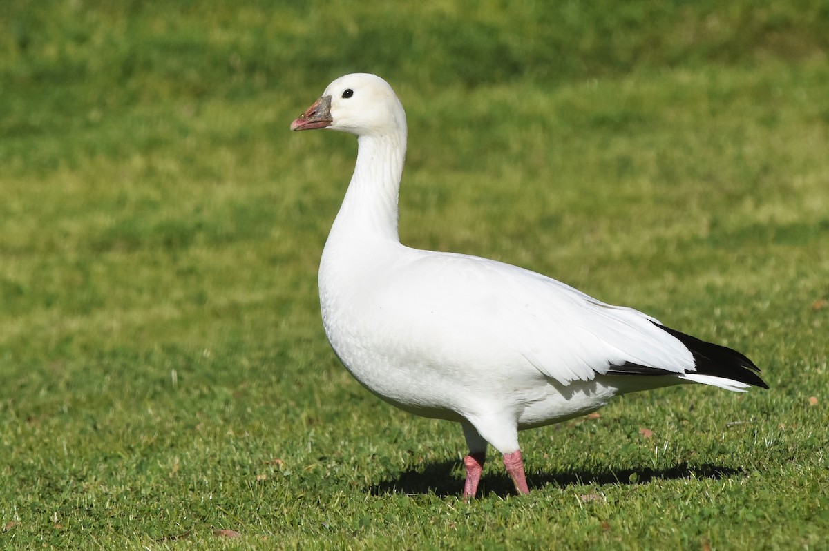 Ross's Goose - ML194287751