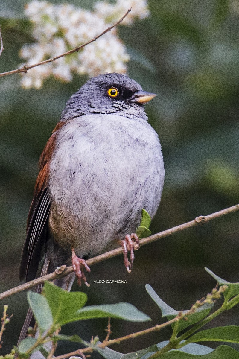 Yellow-eyed Junco - Aldo Carmona