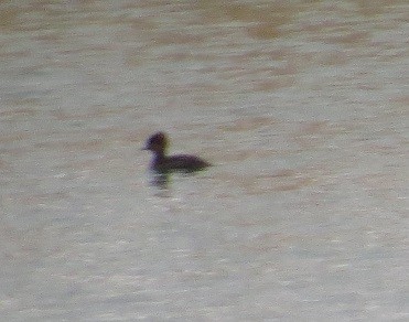 Hooded Merganser - ML194291071