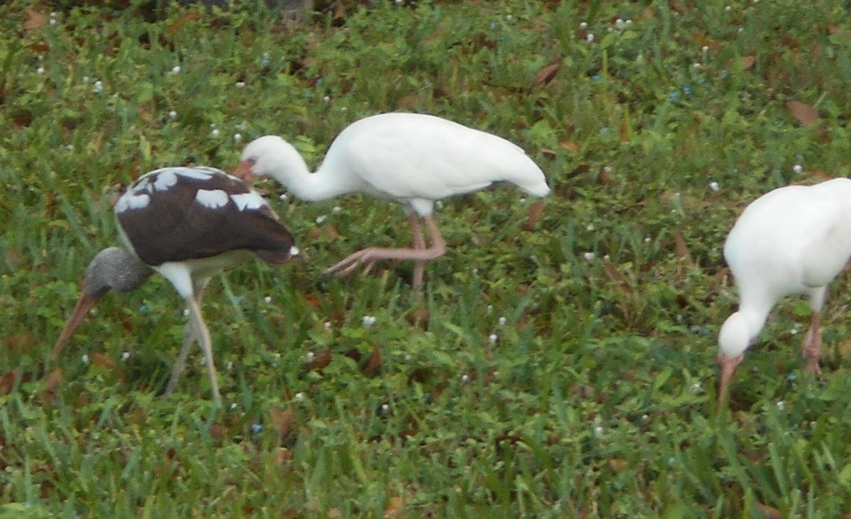 White Ibis - Sharon Buck