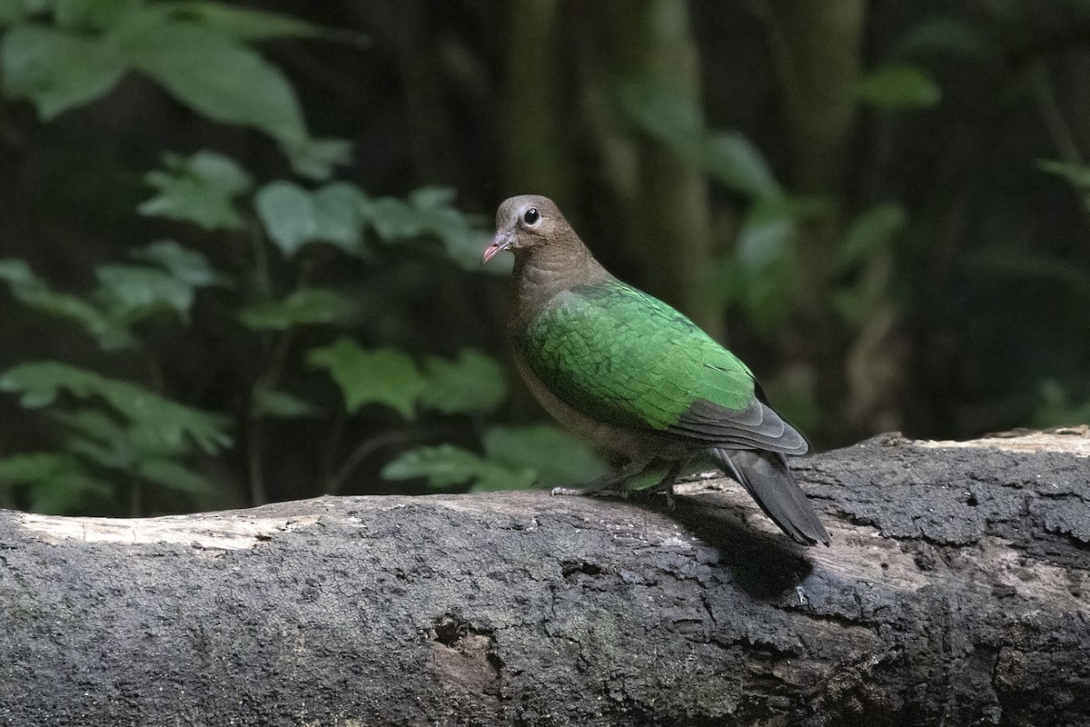 Asian Emerald Dove - ML194292691