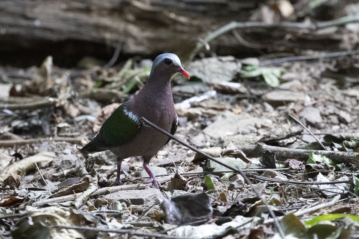 Asian Emerald Dove - ML194292701