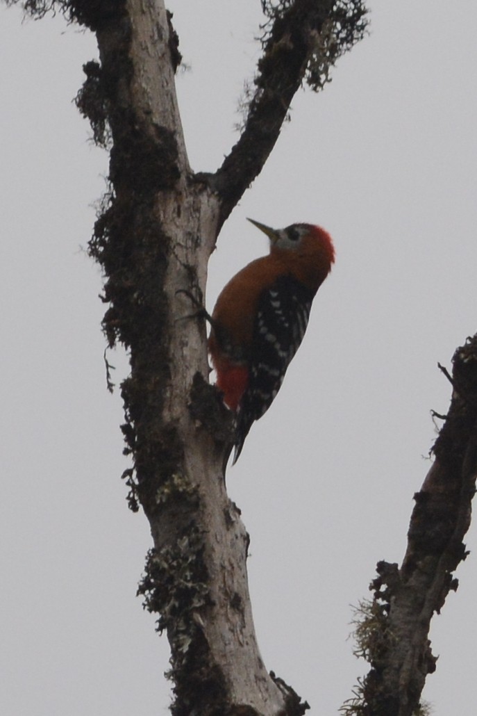 Rufous-bellied Woodpecker - Cathy Pasterczyk