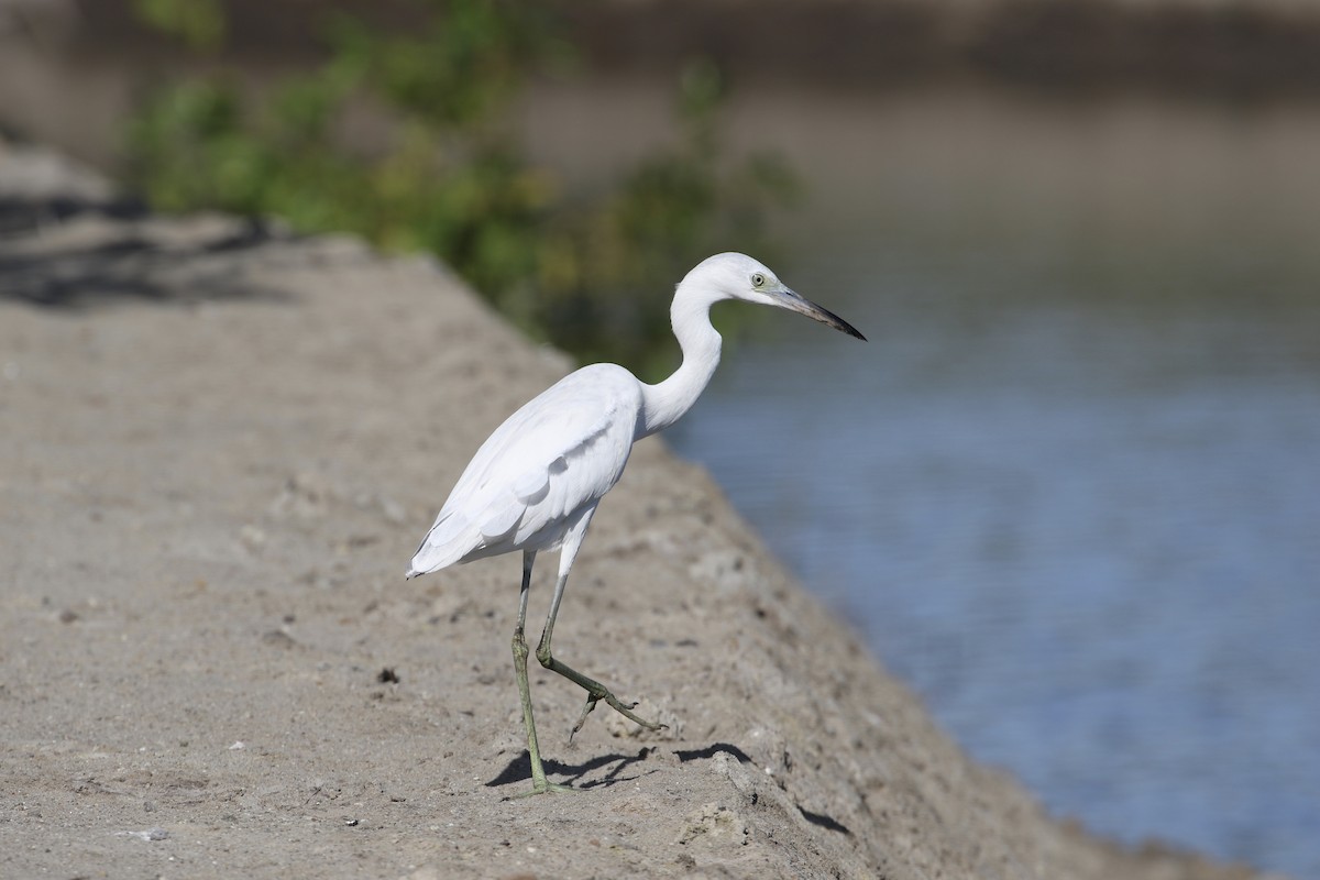 Little Blue Heron - ML194292891