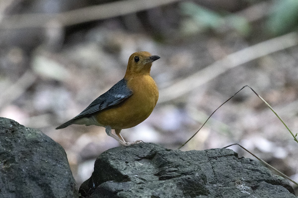 Orange-headed Thrush (Orange-headed) - Charley Hesse TROPICAL BIRDING